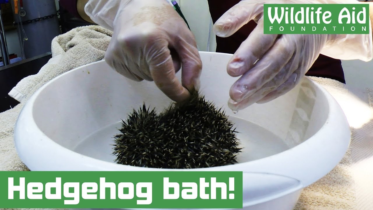 Muddy hedgehog needs a bath!