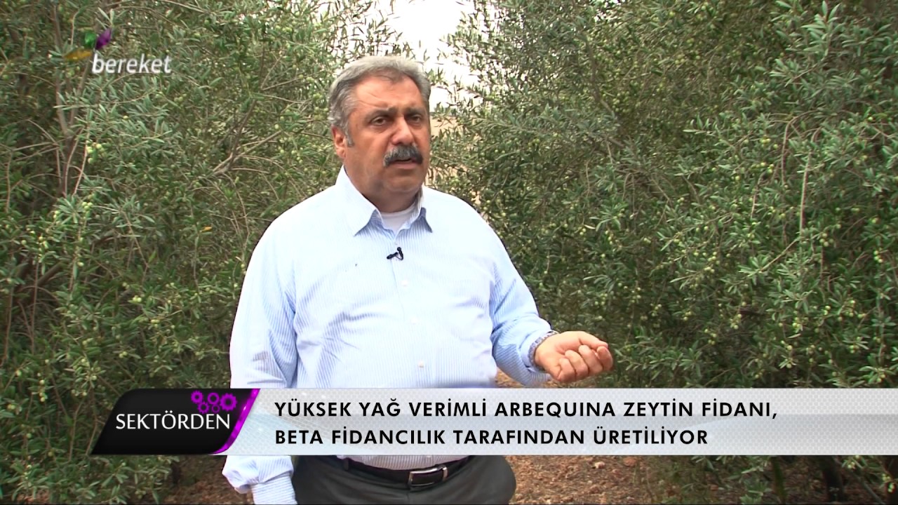 SEKTÖRDEN BETA FİDANCILIK     Zeytin