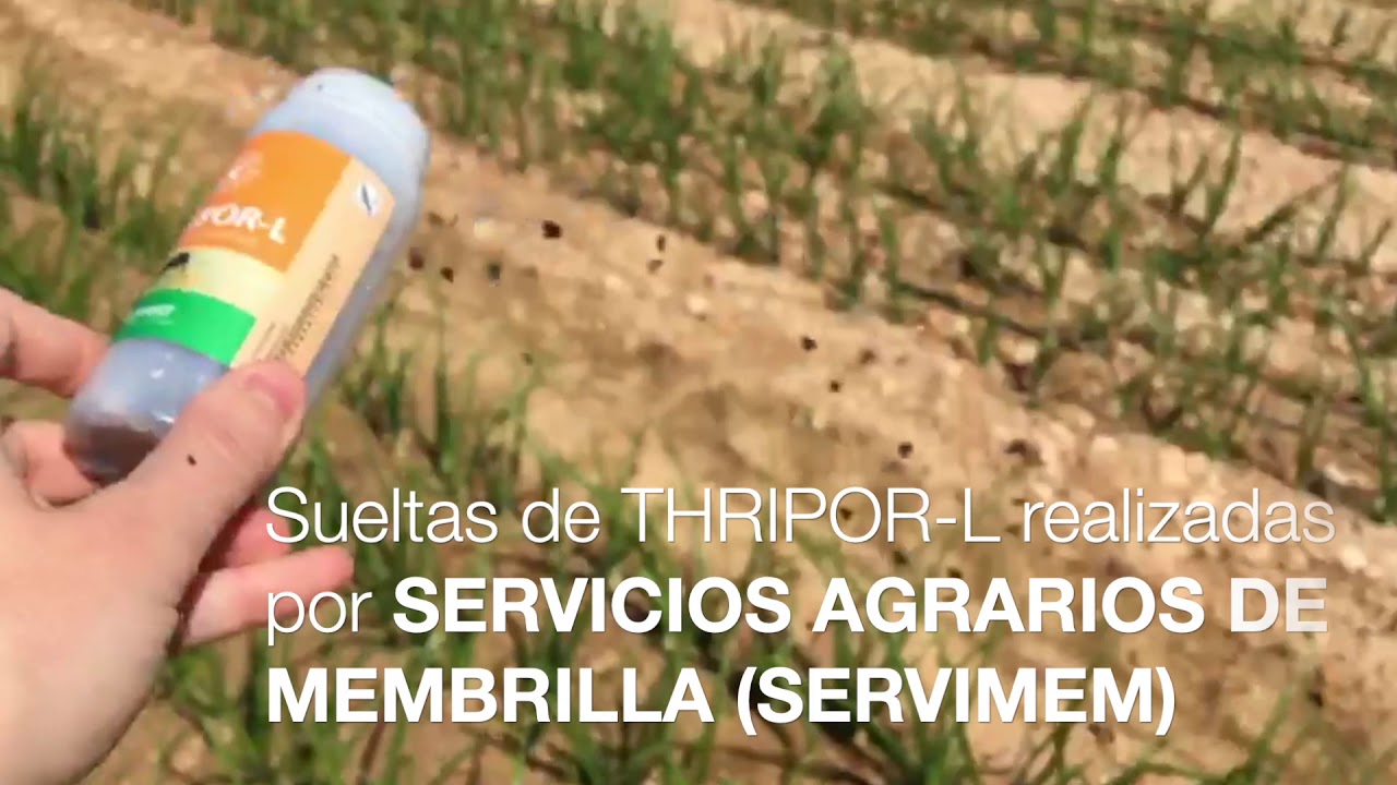 Suelta de Orius (THRIPOR-L®) contra Trips en cebolla
