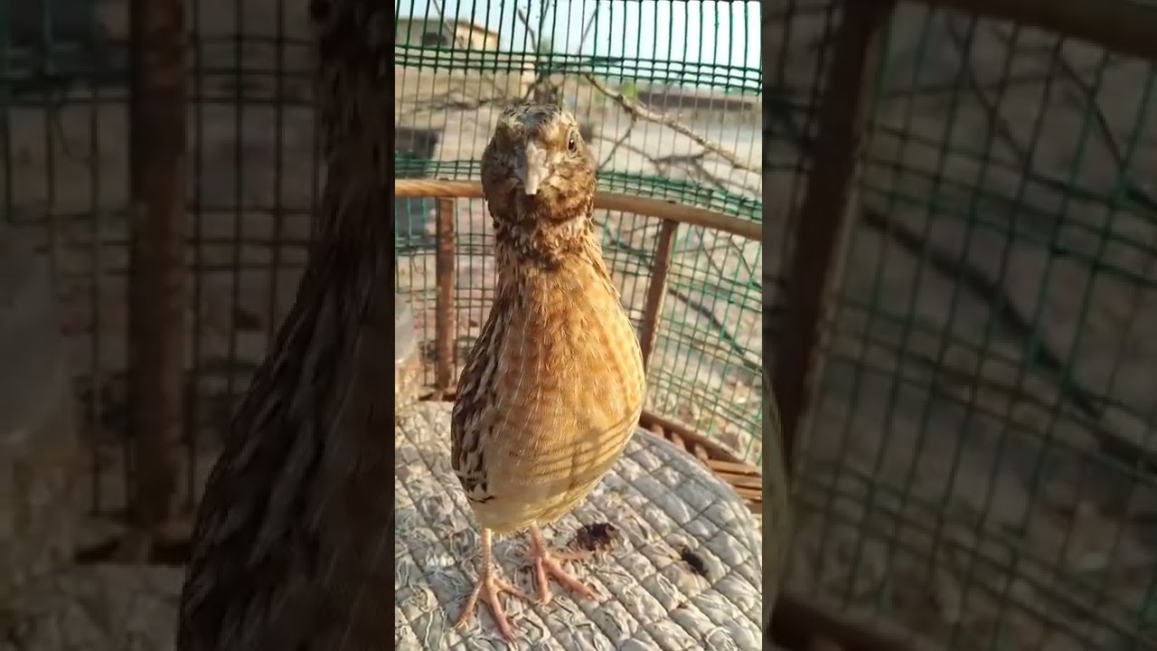 quail sound|batair ki awaz|desi batair ki awaz|quail|quail mp3|quail audio|quail bird|desert quail