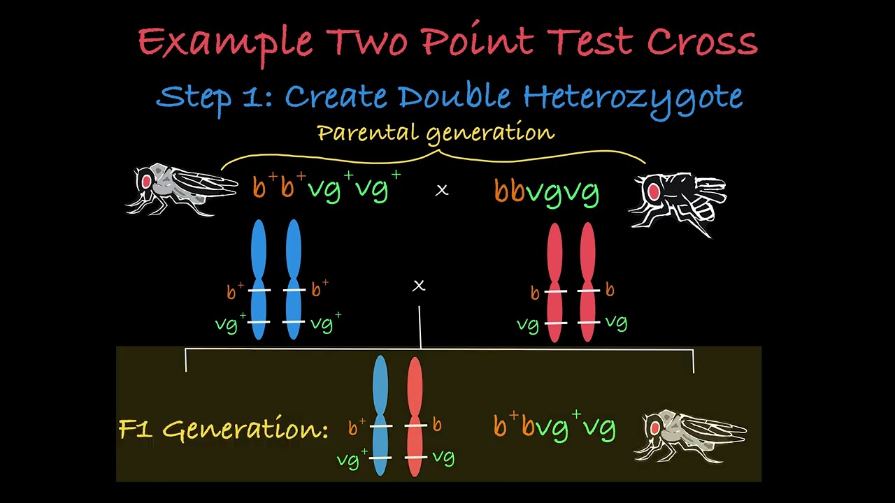 Two Point Test Cross Explained: Determining the Distance Between Two Linked Genes