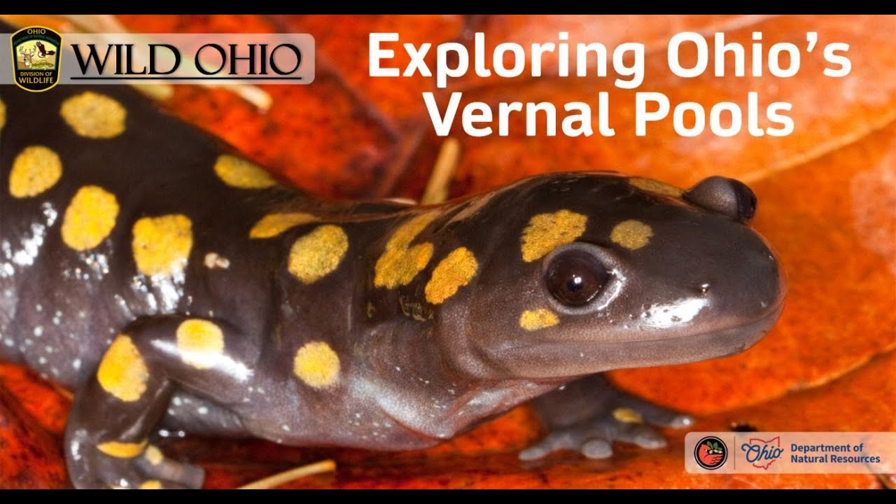 Exploring Ohio's Vernal Pools