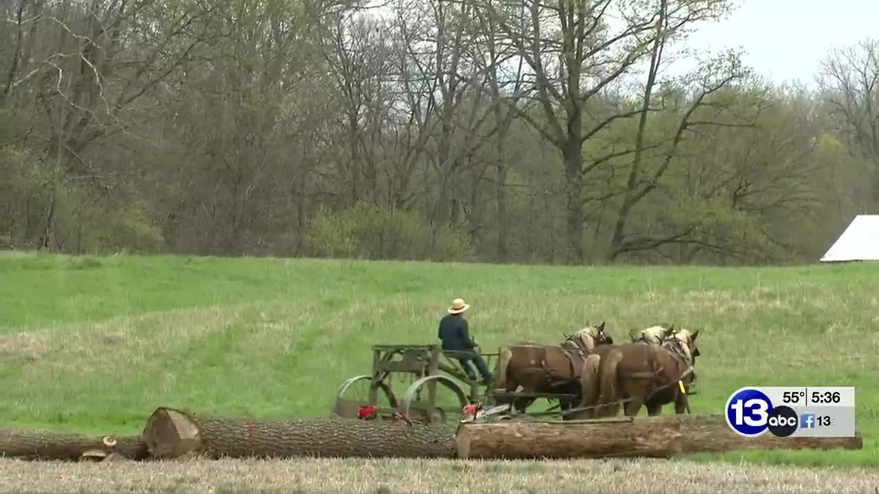 Amish draft horses assist with selective timber harvesting