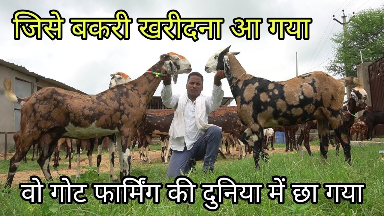 बाड़े में लाये ऐसी 10 बकरियां | visit kgn goat farm ki farming wali gujri bakriya