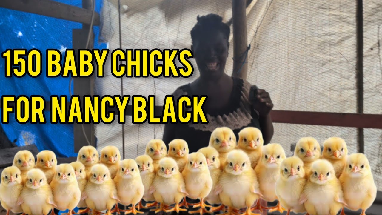 HURRICANE MELISSA RELIEF DONATING 150 BABY CHICKS TO NANCY BLACK A MOTHER OF NINE