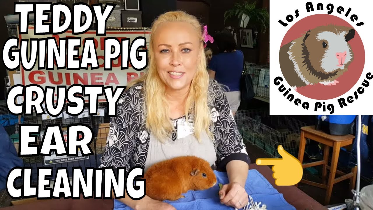 Teddy Guinea Pig Ear Dry and Crusty Ear Cleaning