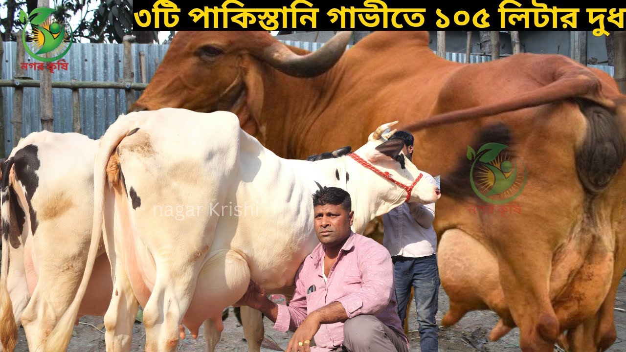 রিপন কাকার জীবনের সেরা ১০৫ লিটার গ্যারান্টি ! পাকিস্তানি বর্ডারক্রস সেরা ৩৭ লেটারের জার্সি মুন্ডি