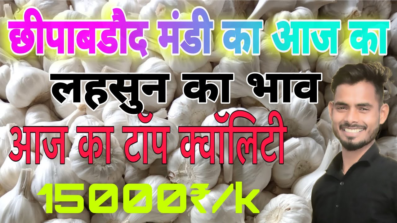 Aaj Ka Top Lahsun Chhipabarod Mandi | Garlic Rate Today | Aaj Ka Lahsun ka Bhav | Lahsun Ka Bhav 