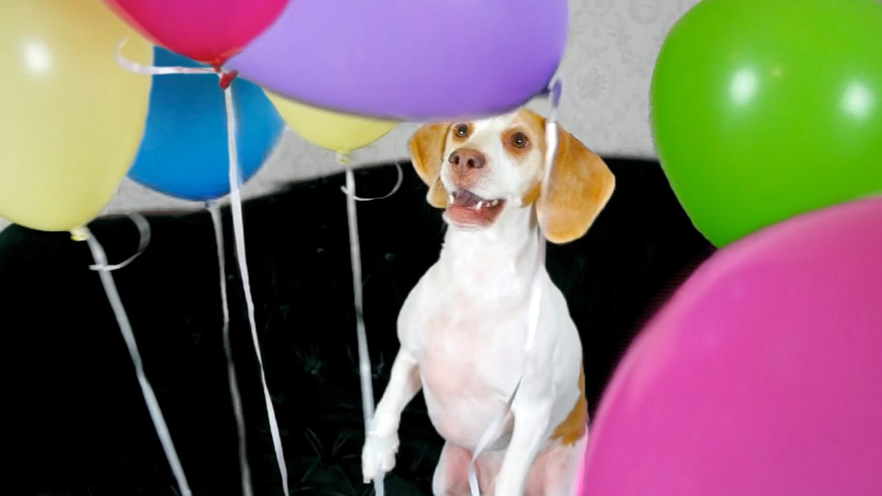 Dog Surprised with Balloons: Cute Dog Maymo