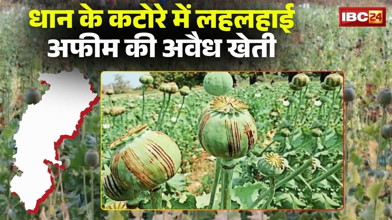 Illegal Opium Farming in Chhattisgarh: धान के कटोरे में अफीम की खेती से मचा हड़कंप। Balrampur | Durg