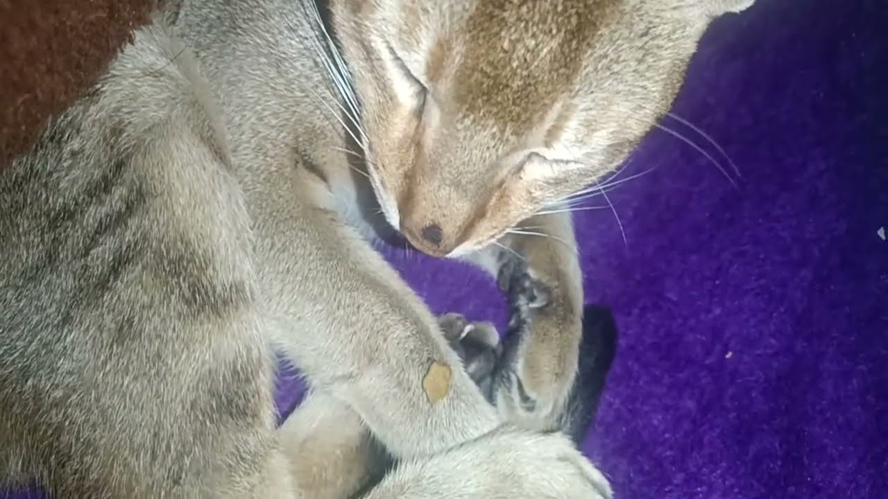 Cute my cat 😸😁😻😍#cat #anmals #cuteanimal #cute #cutecat #kitten #cutepet #funnycat #funnyanimal