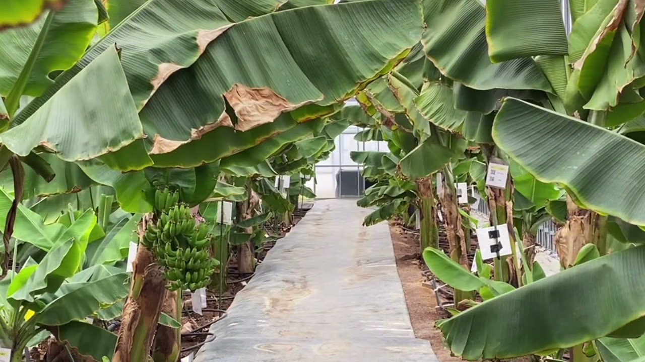 Banana plantation in Hiroshima JAPAN🍌🍌