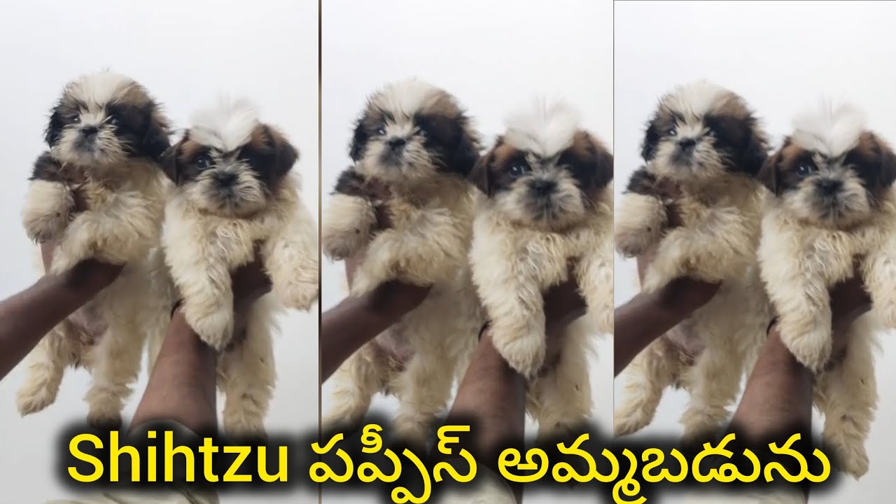 Top quality Shihtzu puppies for sale in telugu/+91 99496 68726/BGS pets 