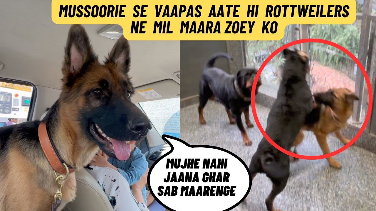 Mussoorie Se Vaapas Aate Hi Humaari Rottweiler Gang Ne Mil Ke German Shepherd Zoey Ko Bohot Maara