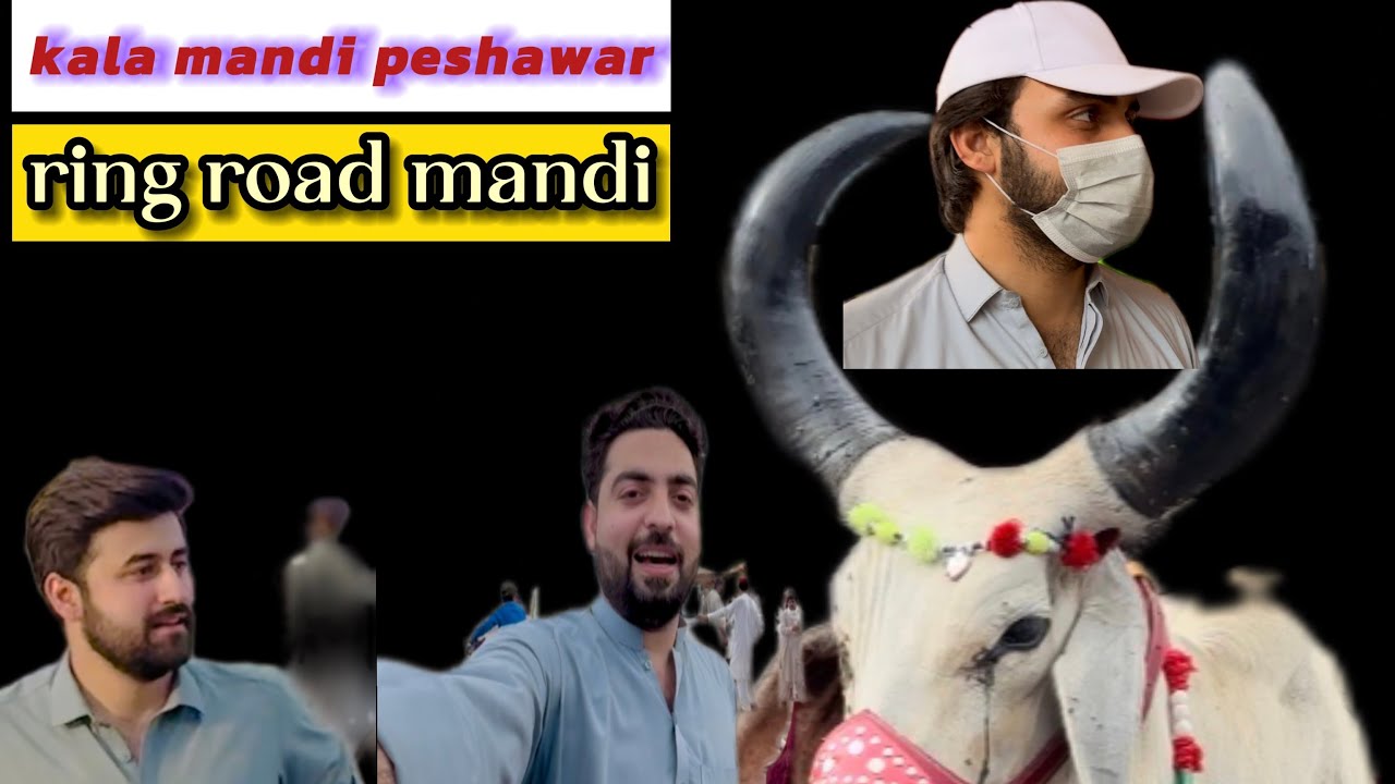 Kala Mandi Peshawar & Ring Road Mandi /🐂🐃 #team702