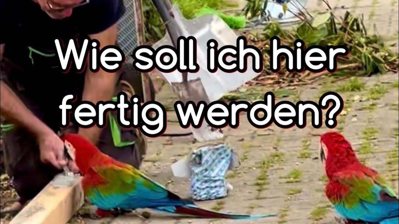 Gehegebau mit Papageien Teil 2