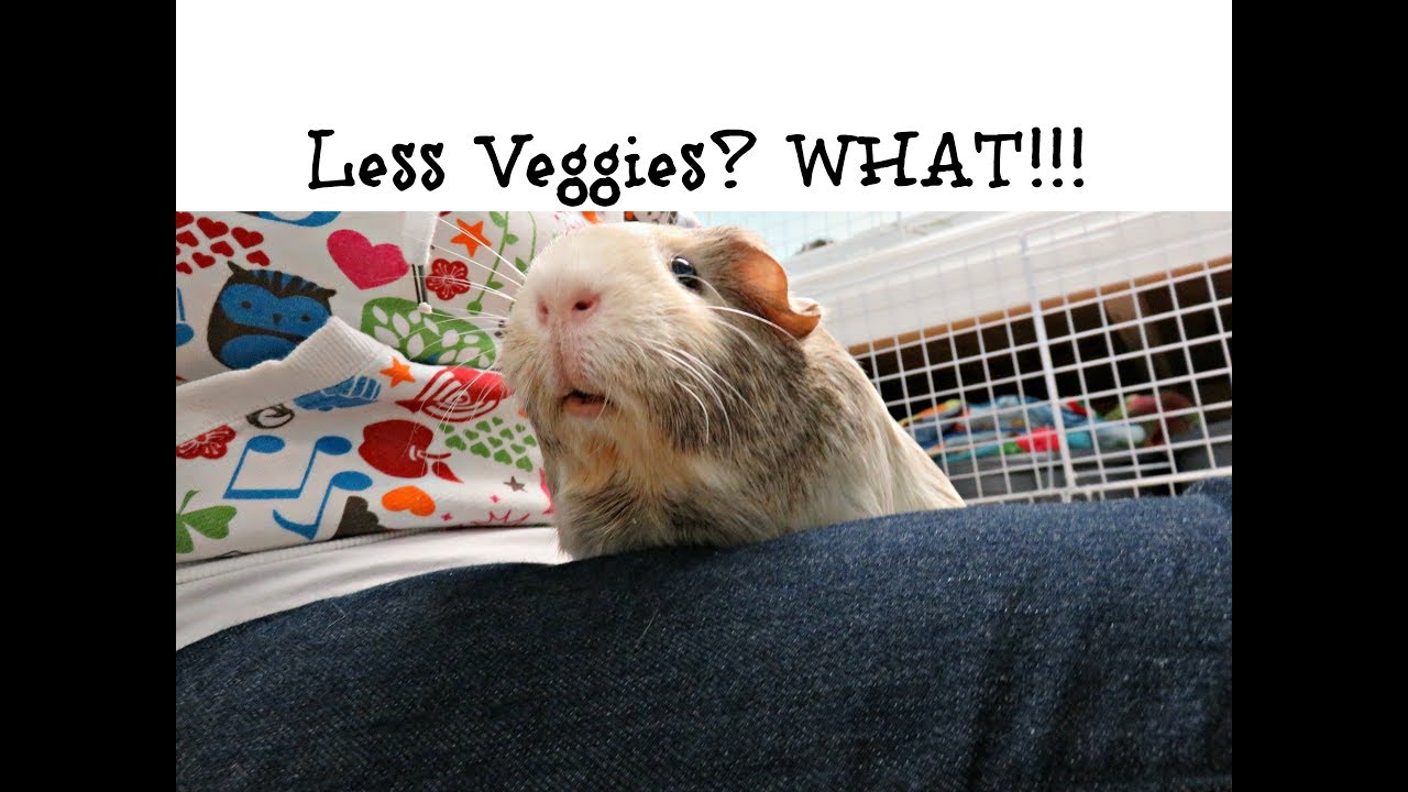 What Happened To The Veggies? Guinea Pig Diet