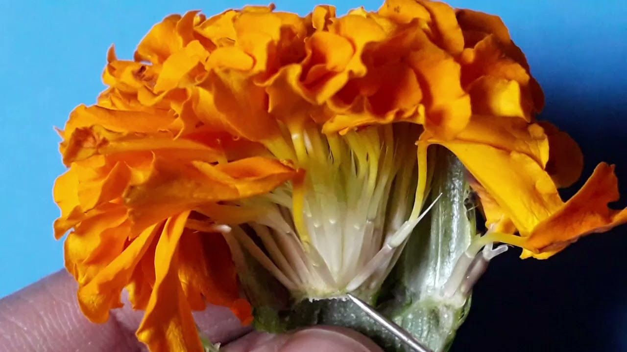 Tagetes dissection | Family Asteraceae | Family Compositae