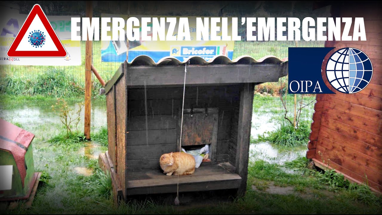 EMERGENZA NELL'EMERGENZA: ALLAGATA L&rsquo;OASI FELINA DELL&rsquo;OIPA DI ASCOLI PICENO. NON ABBANDONIAMOLI!