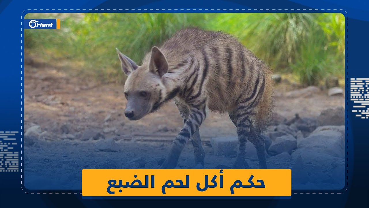 مناسف بلحم الضّباع تثير جدلاً حول جواز أكله.. وأستاذ في الشريعة يوضّح الأمر
