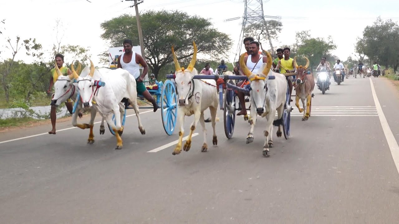 ETSS - காளையார்கோவில் சின்னமாடு முதல் சுற்று - 24/01/2026