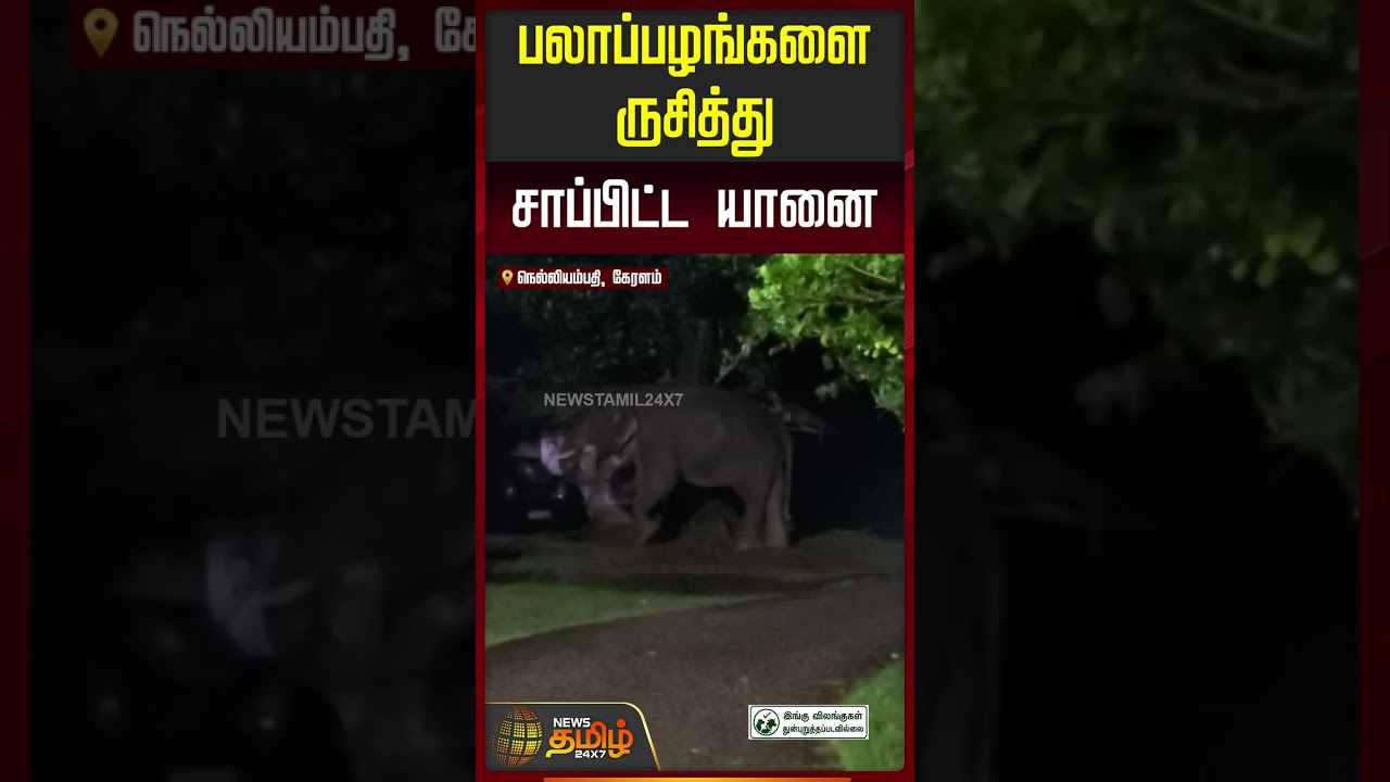 பலாப்பழங்களை ருசித்து சாப்பிட்ட யானை..! | Kerala | Elephant