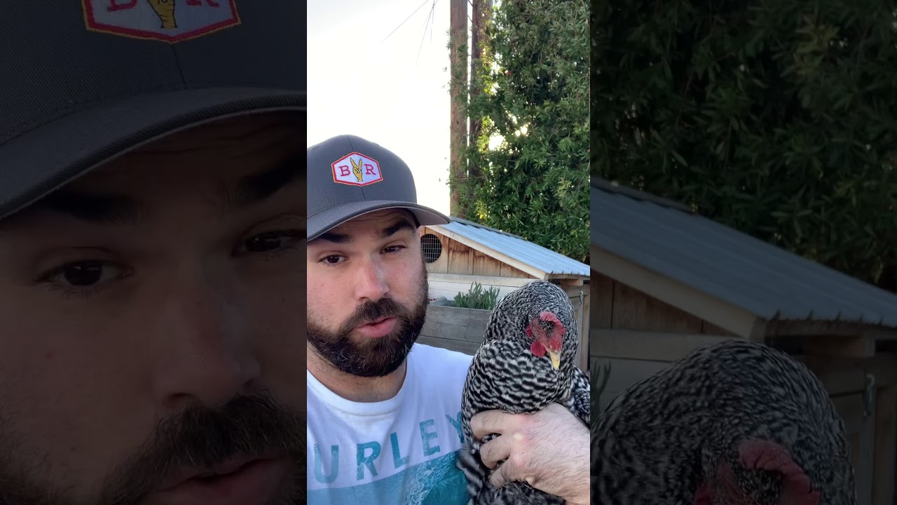 What to do if your chicken has ascites or “water belly”