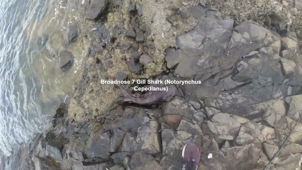 Man eating Shark in the Derwent River caught on Camera!