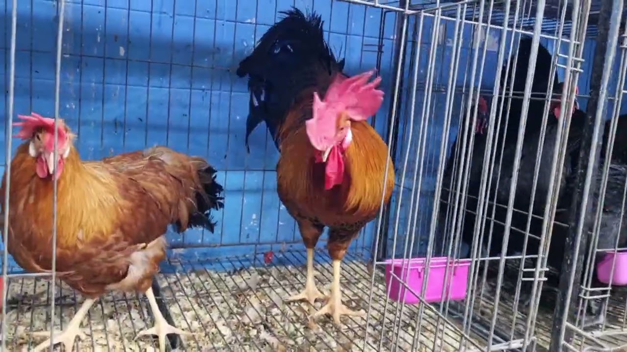 سوق القريعة بالدار البيضاء دجاج الزينة والبيض عند فؤاد 5/3/2026