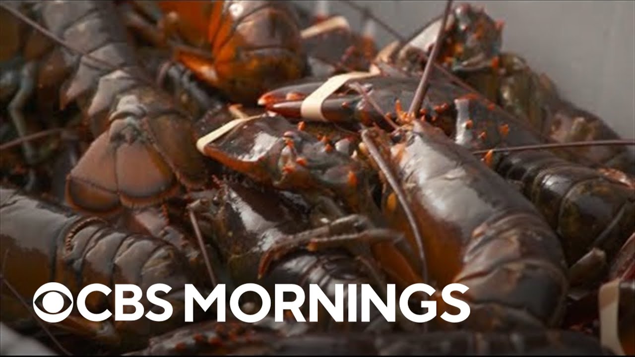 Watchdog lists New England lobster as seafood to avoid