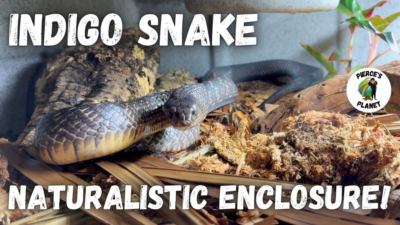 Indigo Snake Gets A Naturalistic Enclosure! + Yellow Anaconda Gets An Upgradec