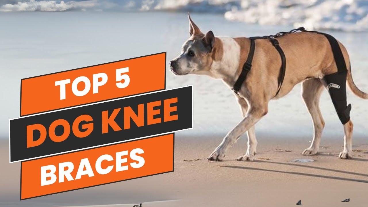 Top 5 Dog Knee Braces