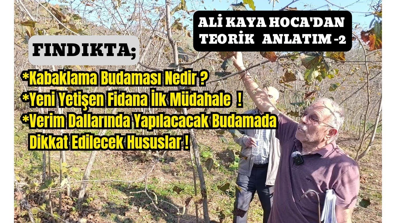 Ali KAYA Hoca'dan Fındıkta Budama Teorik Anlatım-2