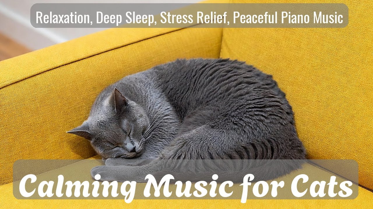 LIVE Fluffy Cat Sleeping for Calm Energy 💤 | Season 20