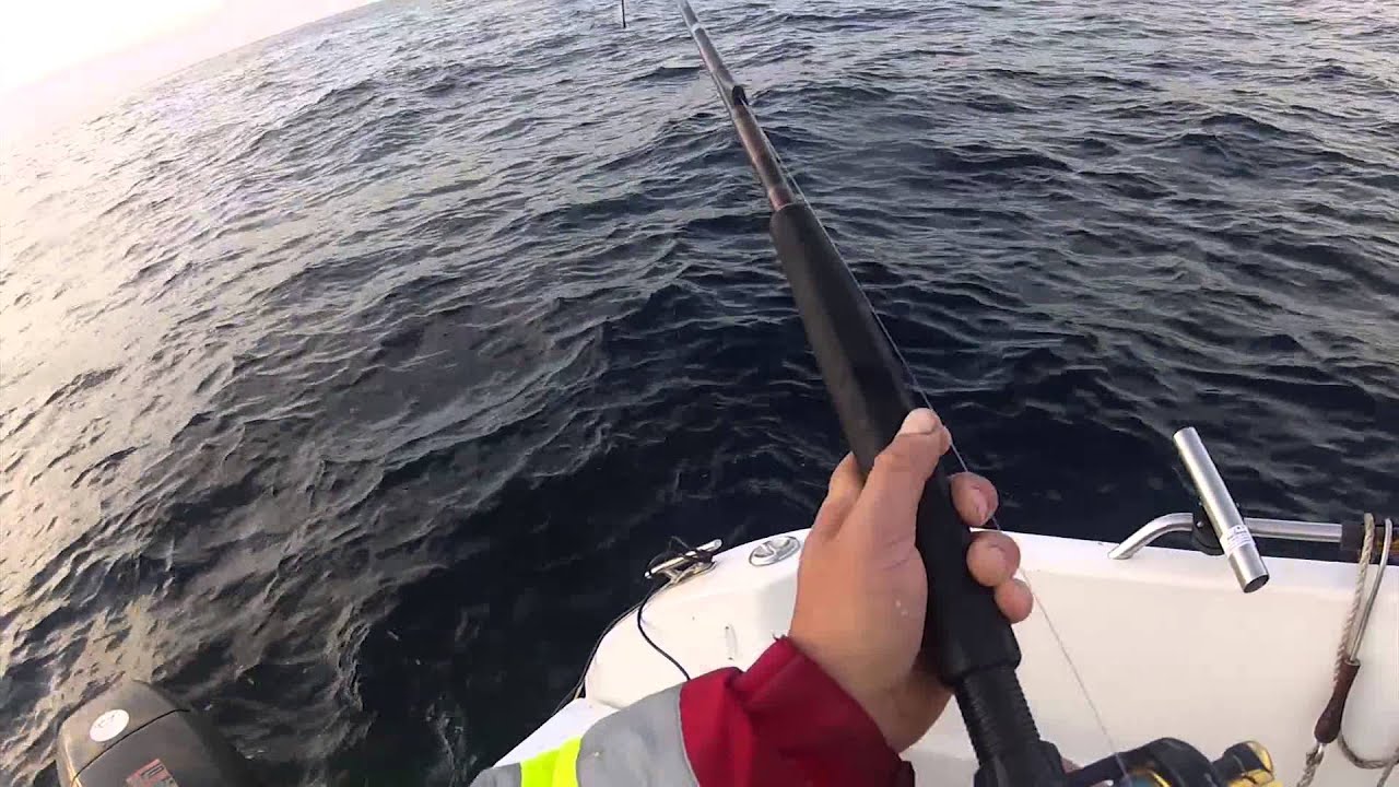 Live Anbiss eines kleinen Heilbutt bei Robert! # Kveite Killer # catch & release