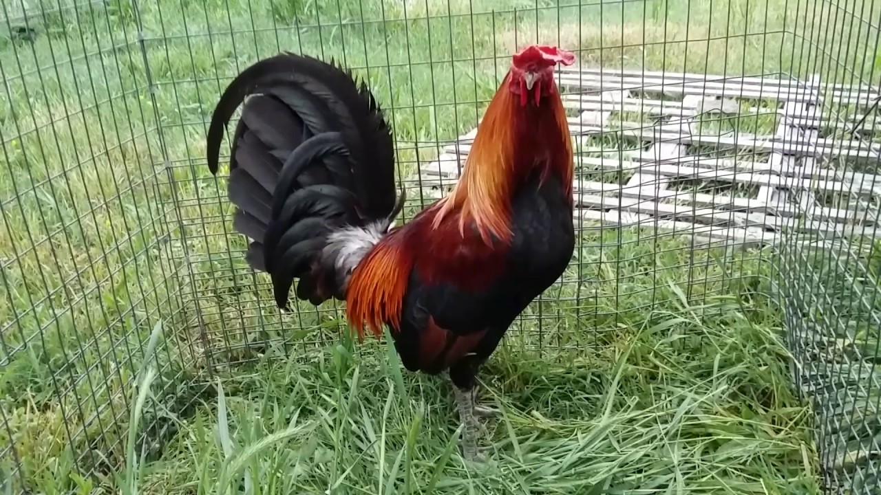 Butcher cock over Hatch hens