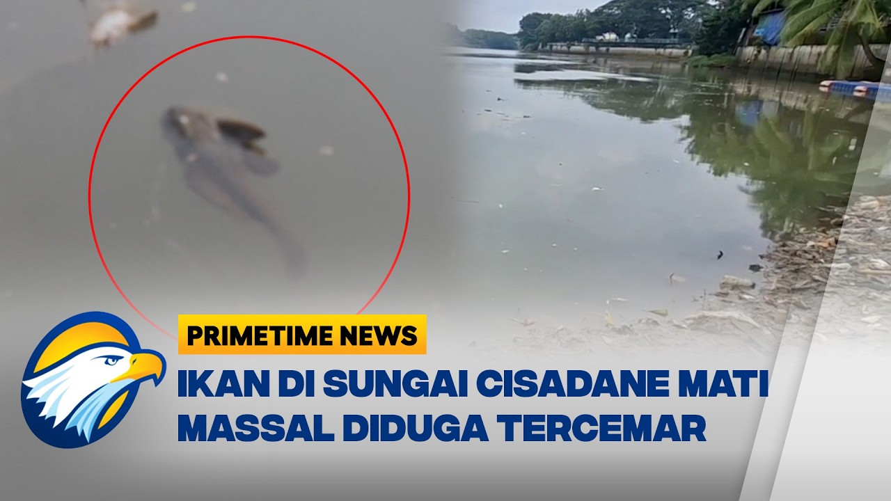 Ratusan Ikan Mati Akibat Sungai Cisadane Tercemar  - [Primetime News]