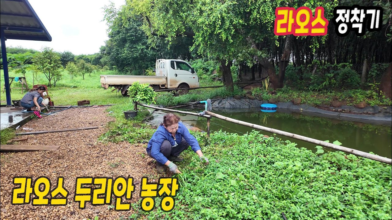 ep547 농장의 풀은 그냥 친구라고 생각합시다
