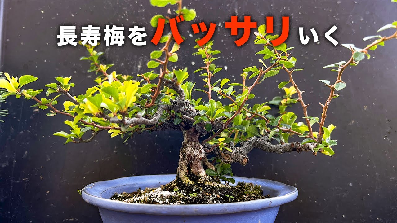 ハズレ長寿梅から使えそうな所を探す #盆栽 #bonsai