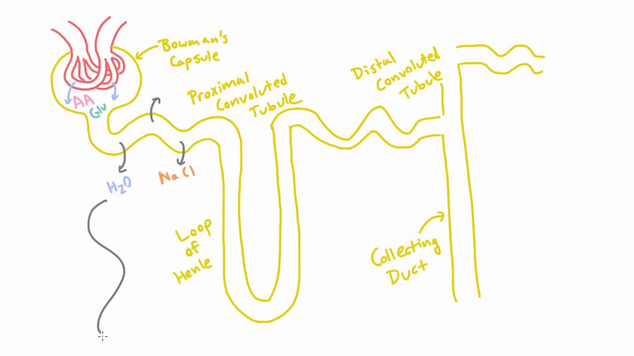 Reabsorption in the Nephron
