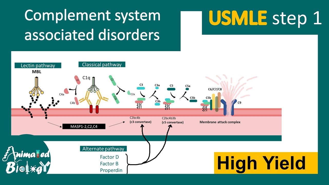 Complement pathway disorders | USMLE step 1 | Immunology | high yield