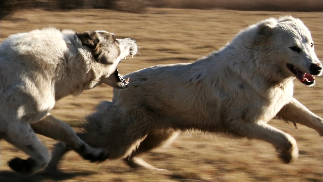 Central Asian Shepherd Dogs - Barbar and Baska II.