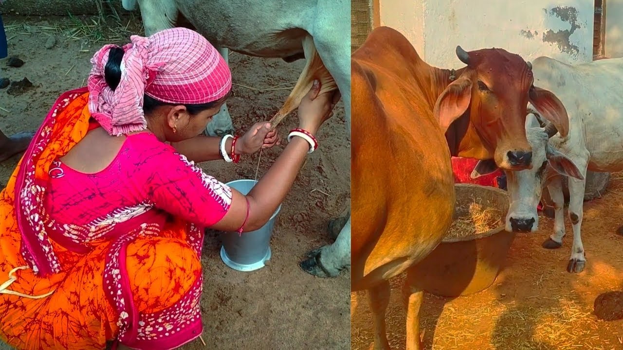 Cow videos//Cow milking by hand//Cow sound, Ep-10