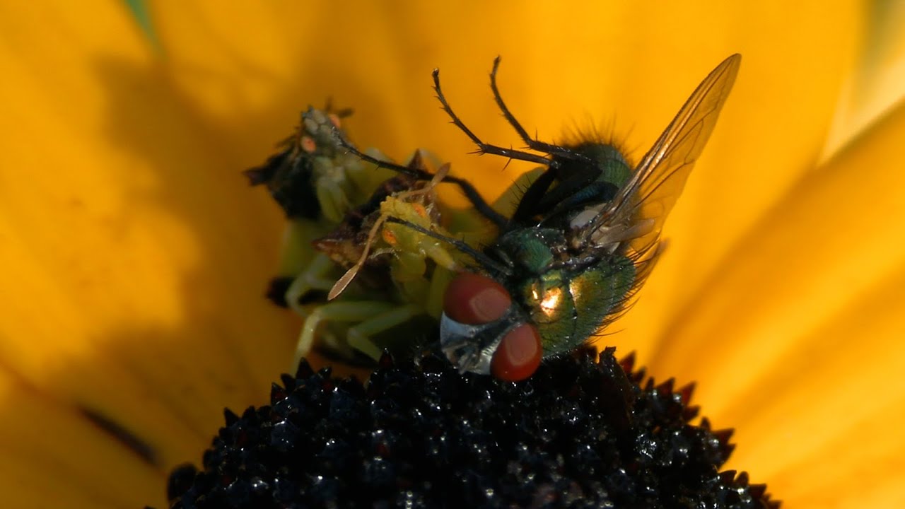 Jagged Ambush Bugs Mating & Drinking a Fly