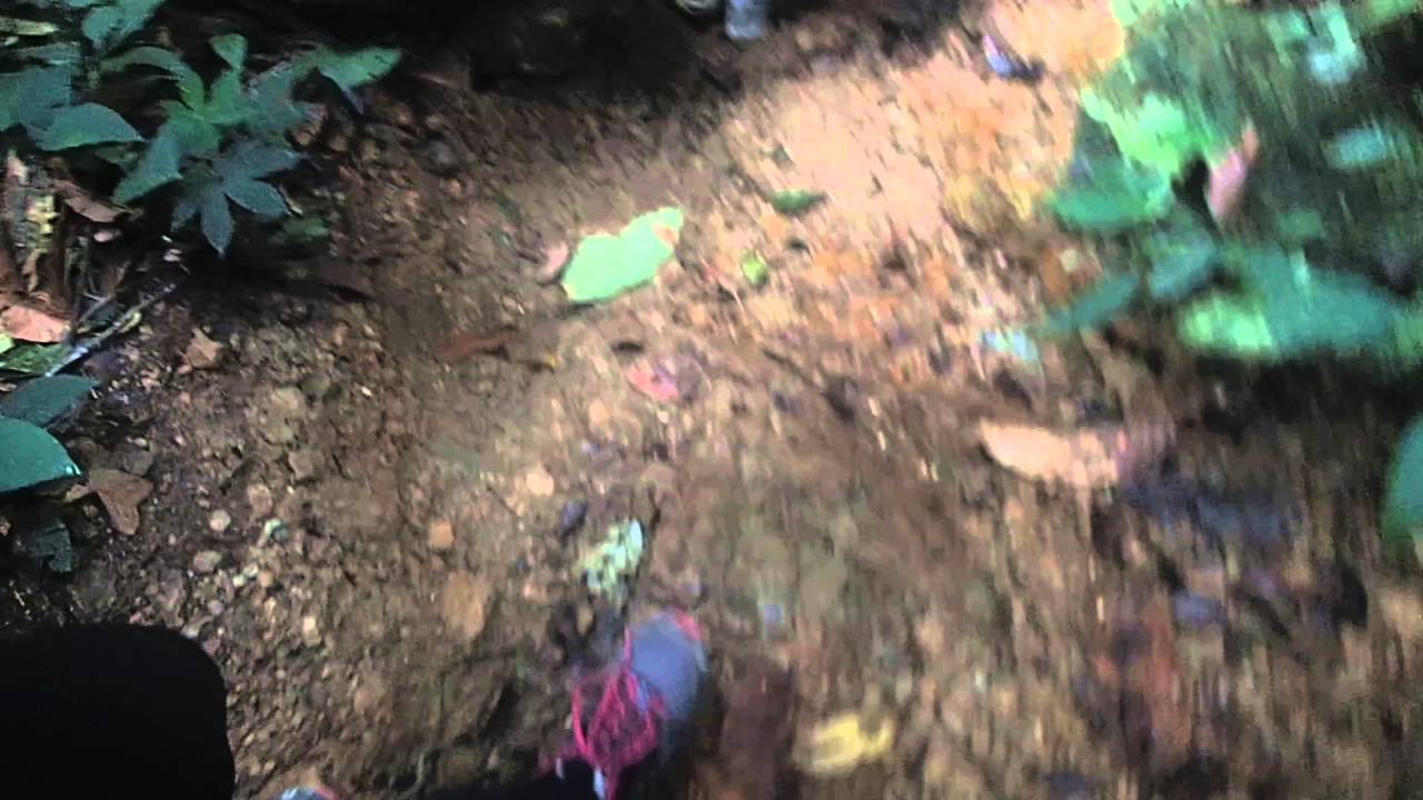 Trekking in the Sumatran Rainforest, Gunung Leuser nationalpark, Sumatra, Indonesia.