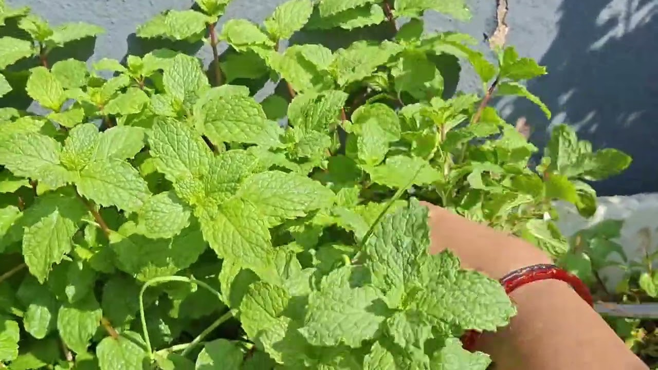 MINT Harvesting 🥬🙏🏻#Thankstonature #youtubeshorts #harvesting #growing organic #subscribe 👌 