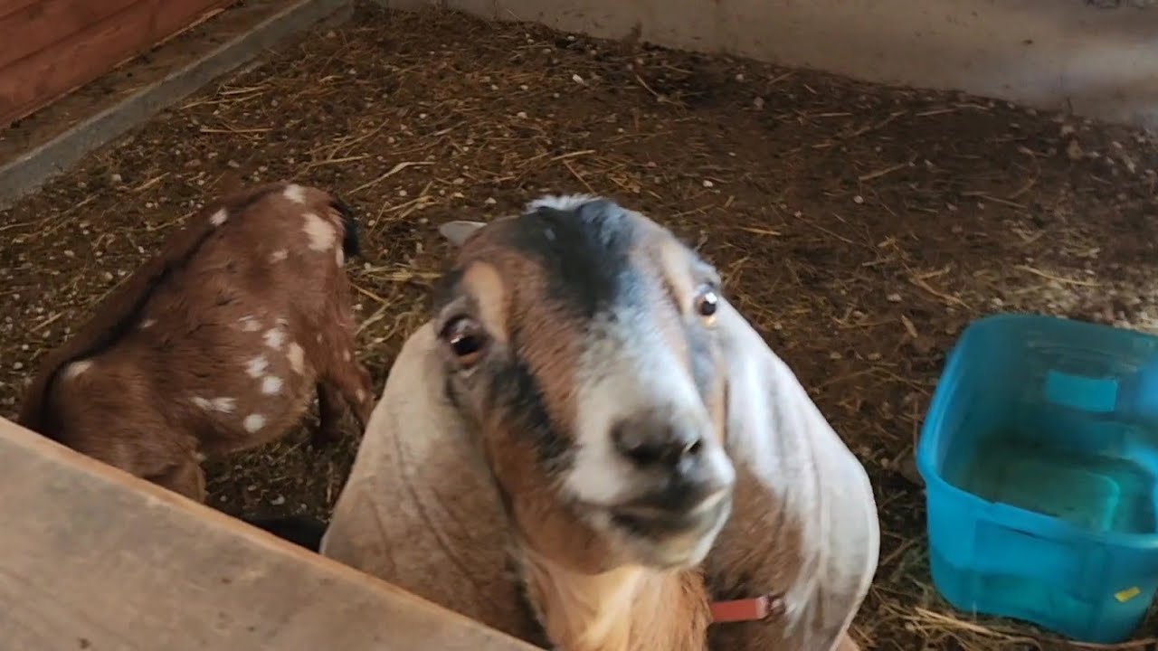 A new addition to the homestead 