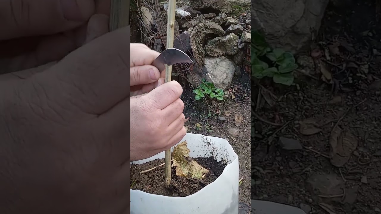 تطعيم الرمان بالعين الخشبية النائمة بطريقة جد سهلة للمبتدئين #2023 #grafting pomegranate#greffage