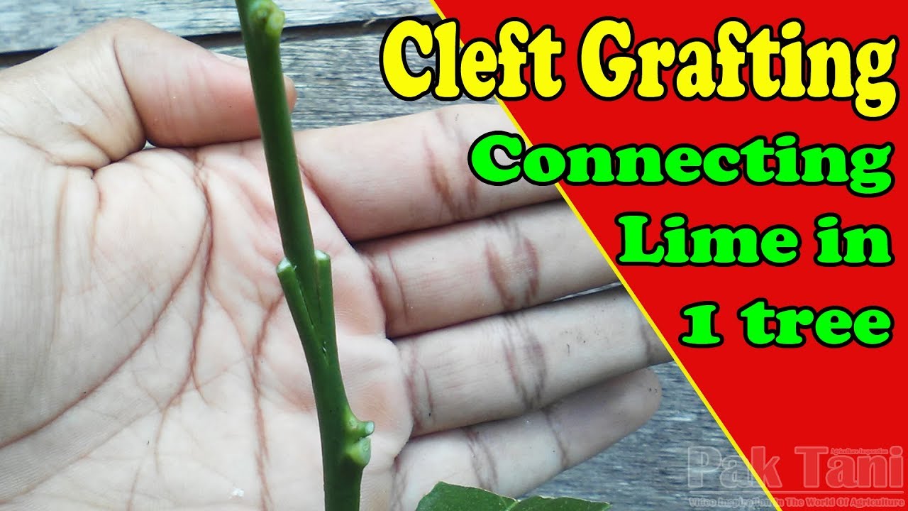 Different Lime In 1 Tree By Cleft Grafting by Grafting Examples