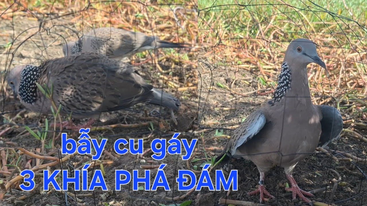 bẫy cu gáy.4/11 kèo bị con 3 khía phá đám lúc gay cấn